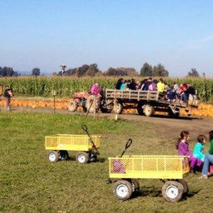 Wagons with kids and grownups at a pumpkin patch